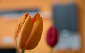 Apartament Baga